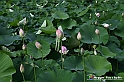 VBS_4595 - Fioritura loto a Vezza d'Alba